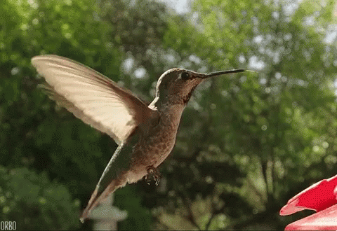 Amazing Footage of Hummingbirds Engaged In a Peaceful Bathing Ritual