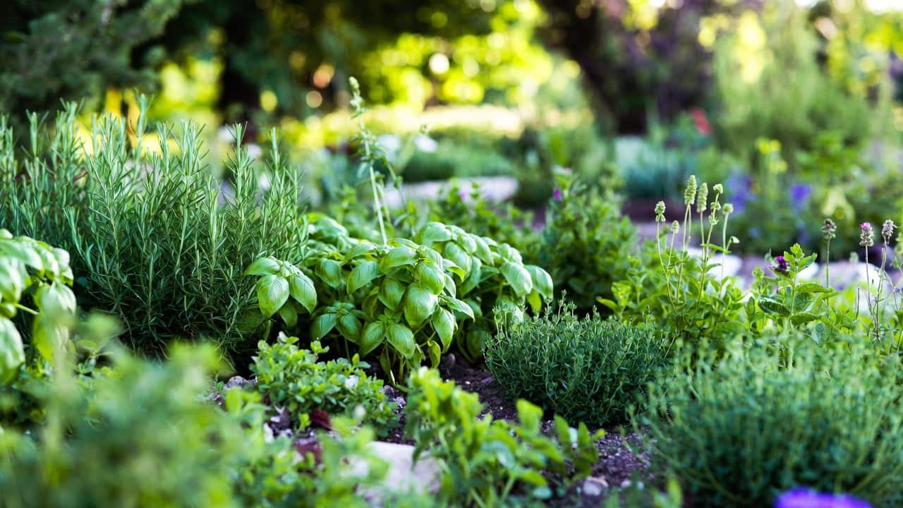 Herbs that thrive in spring